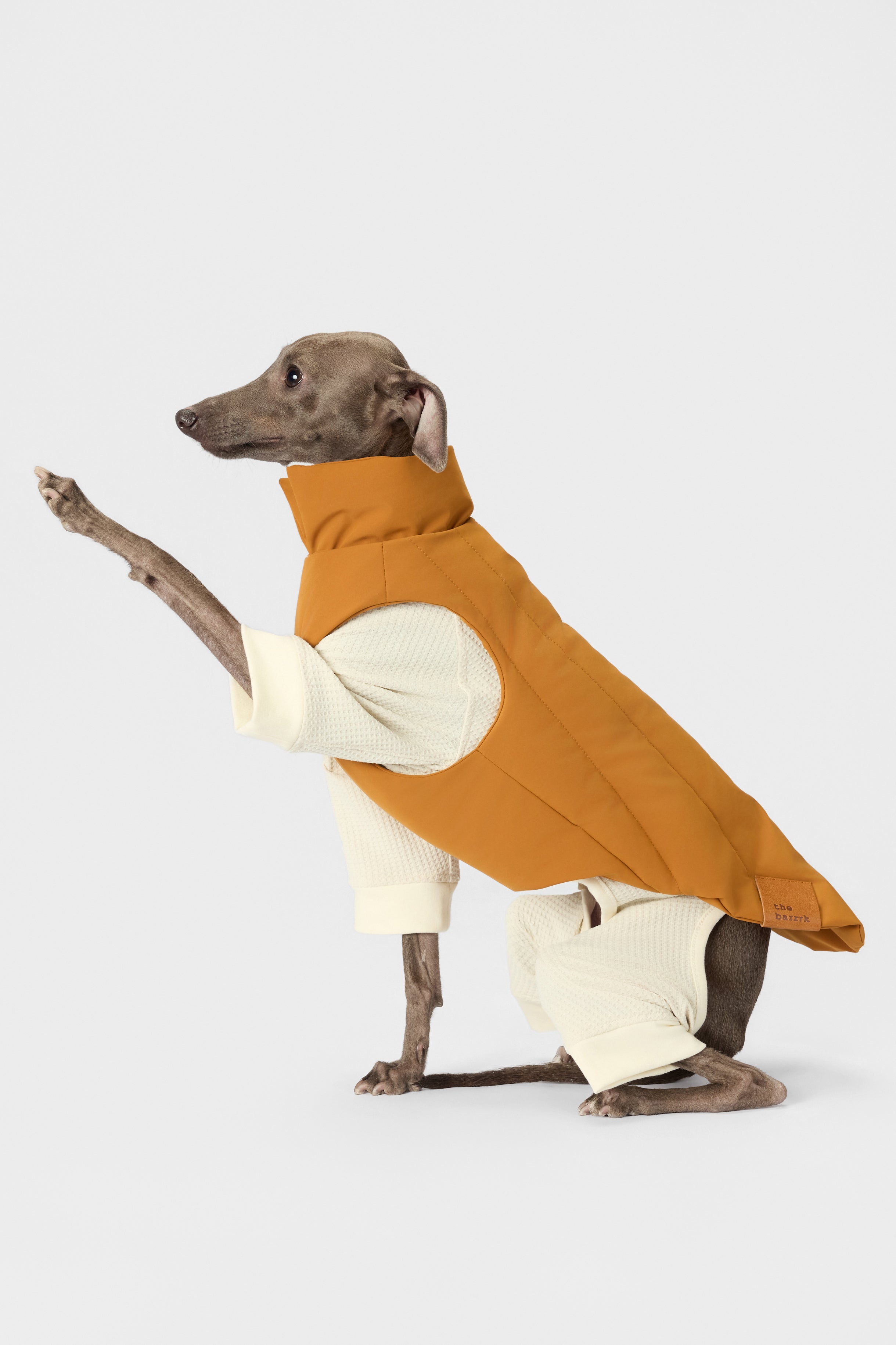 Stretch Dog Bodysuit for Small Dogs | Everyday Dog Clothing
