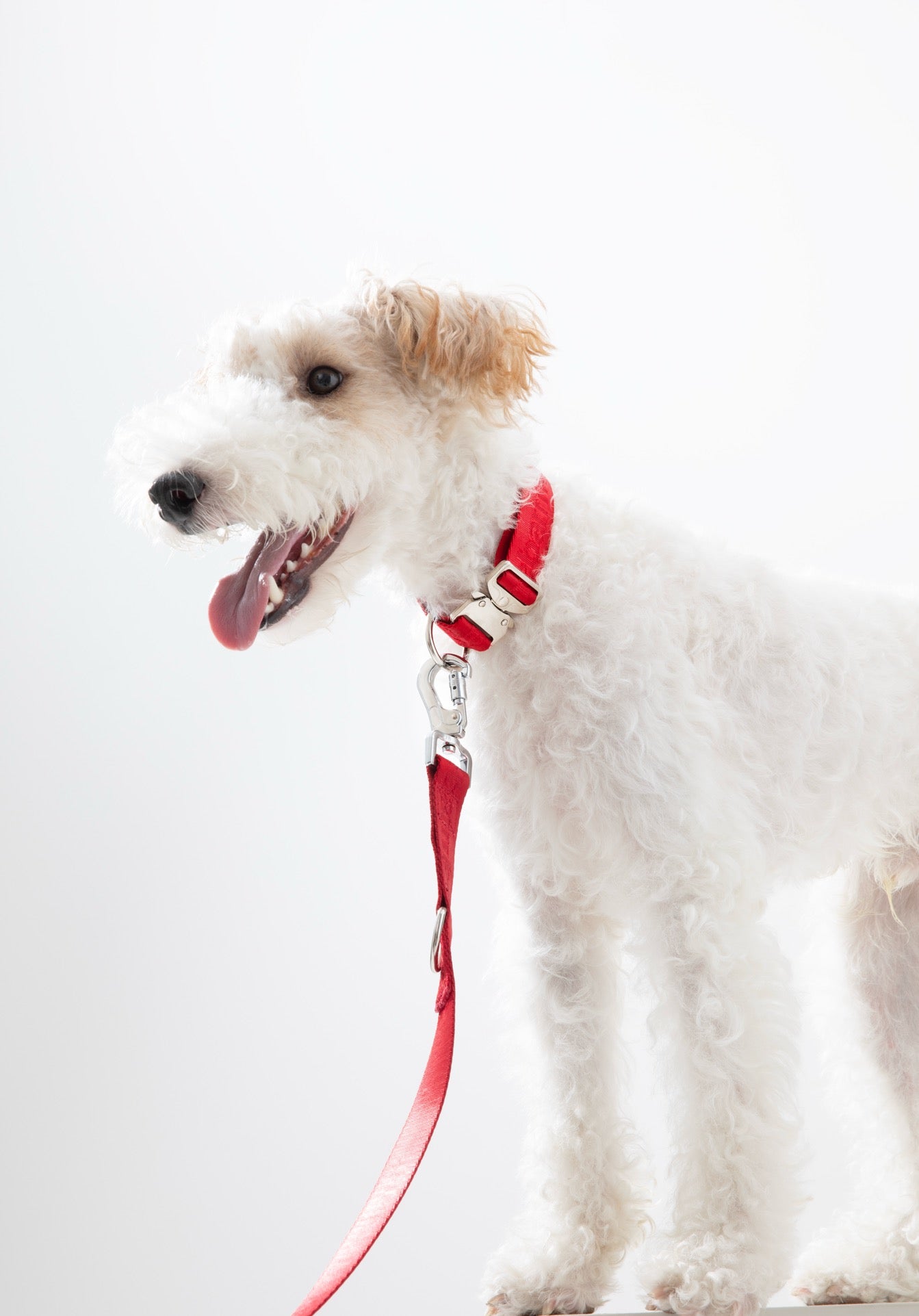 Collar Walk Kit - thebarrrk
