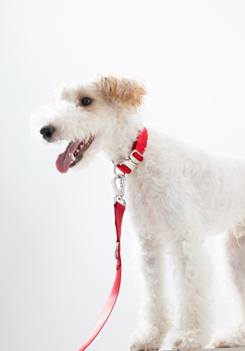 Collar Walk Kit - thebarrrk