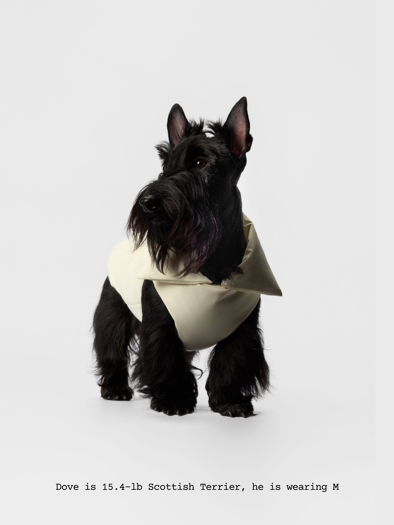 The Coldest Day - Puffy Jacket - thebarrrk